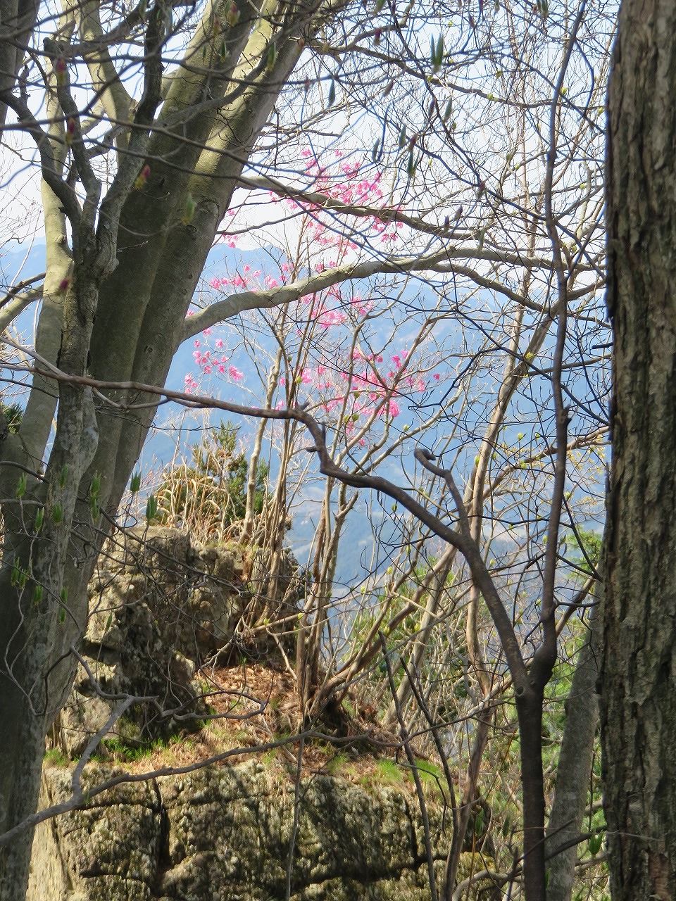 岩の上に咲くアカヤシオ